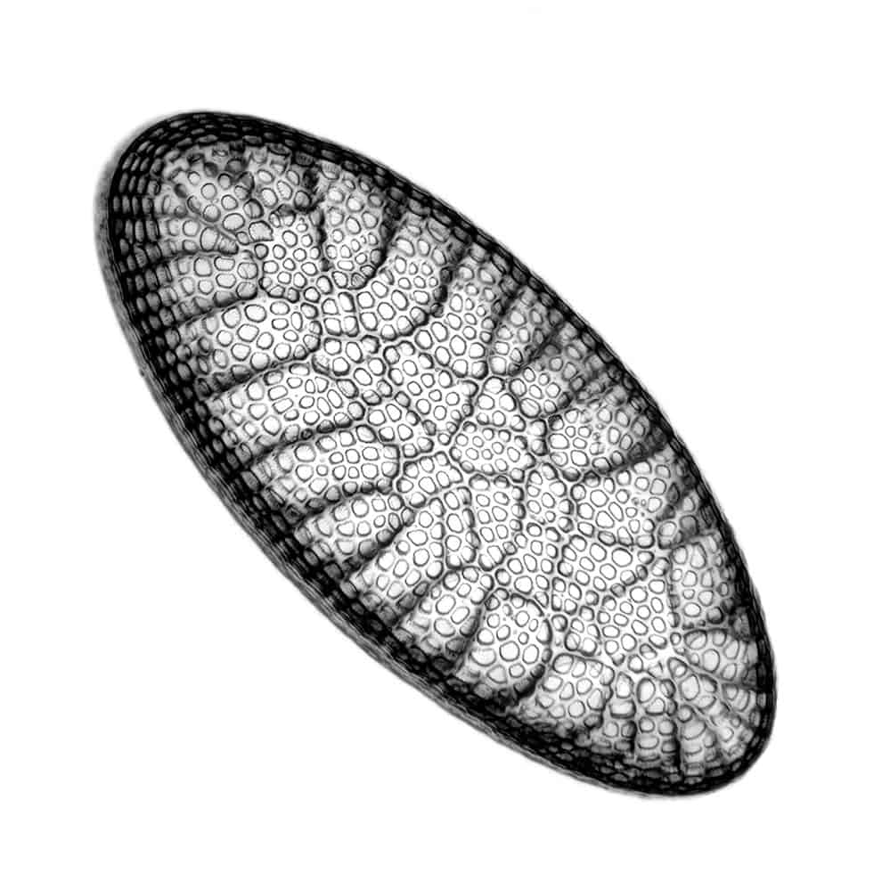 Diatom_-_400x_(16599963391)