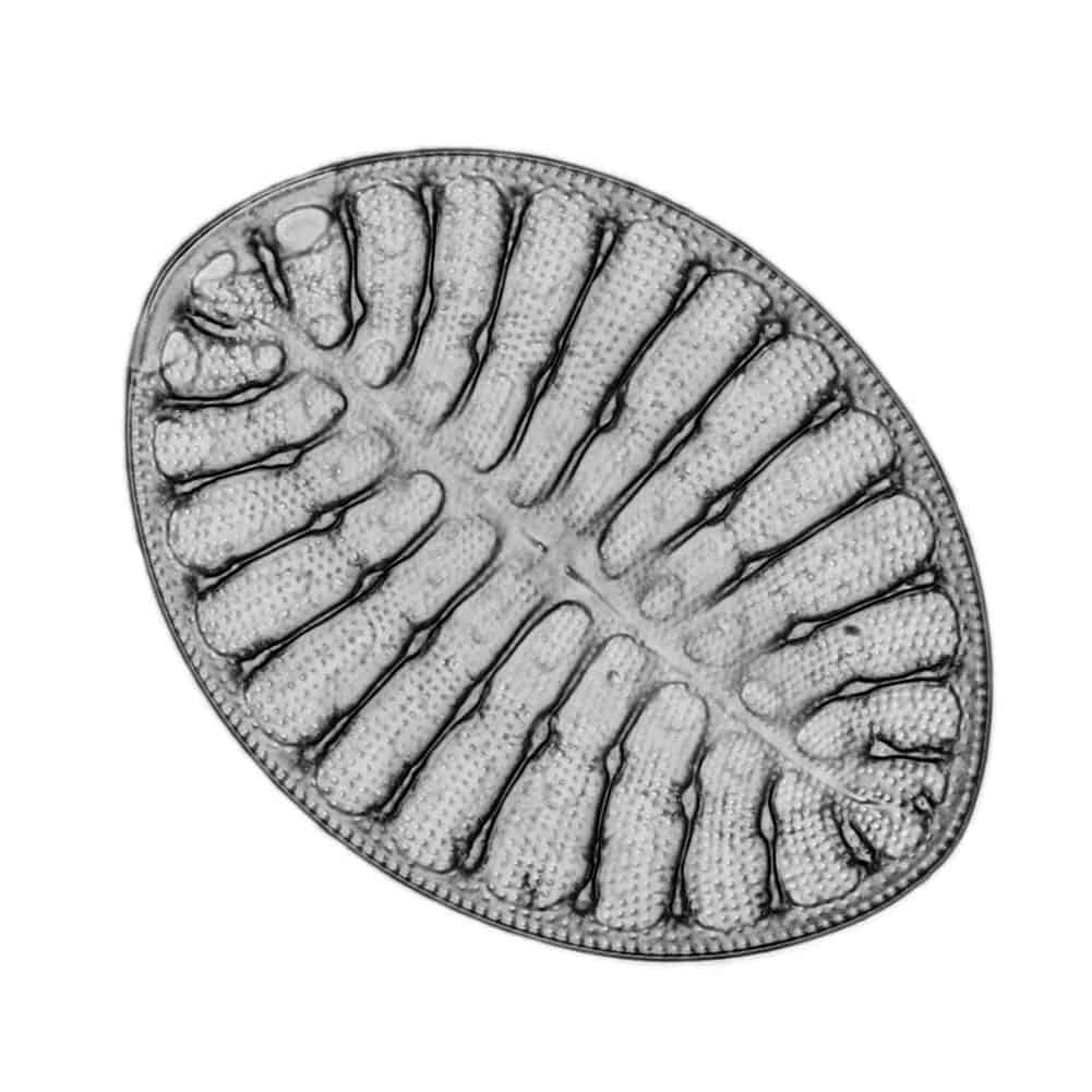 Diatom_-_Cocconeis_sp._-_630x_(16703676292)